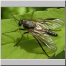 Rhagio notatus - Schnepfenfliege m05.jpg